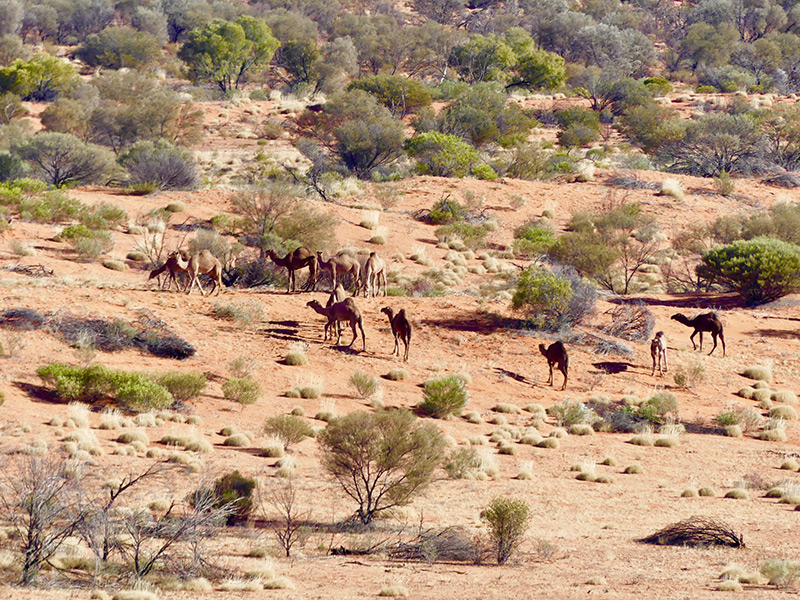 madigan line tag along tours 4wd 4x4outback australia four wheel drive